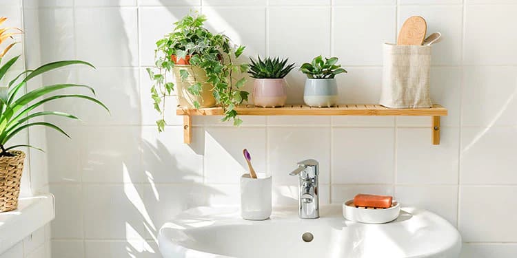 cay xanh trang tri phong tam (1)